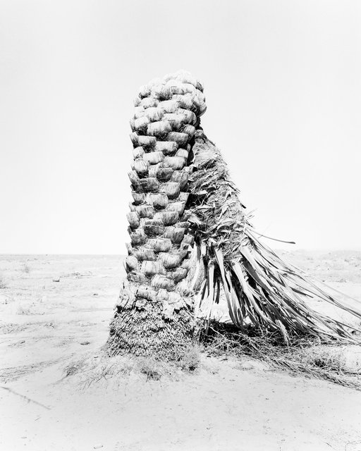 Palm 08, 2019, Archival Pigment Print, 98 cm x 78,4 cm, Ed. 5 + 2AP