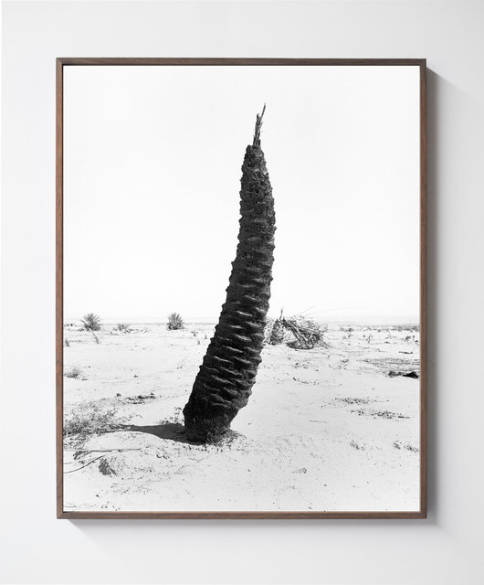 Palm 02, 2019, Archival Pigment Print, 98 cm x 78,4 cm, Ed. 5 + 2AP