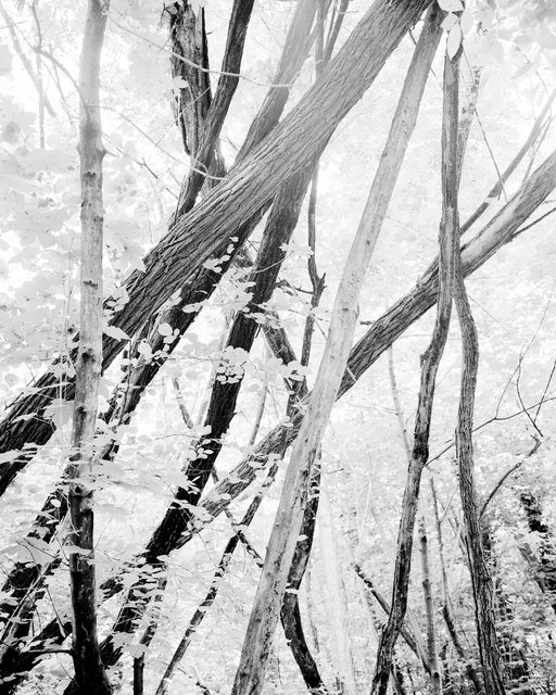 Moving Trees 03, 2018, Archival Pigment Print, 98 x 78,4 cm, Ed. 5 + 2AP / Also Available 135 x 107,8 cm, Ed. 3 + 2AP