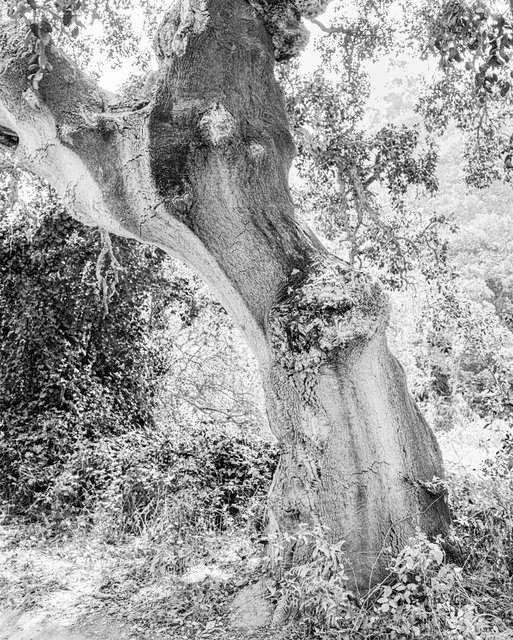 Tree 02, 2019, Archival Pigment Print, 45 x 36 cm, Ed. 3