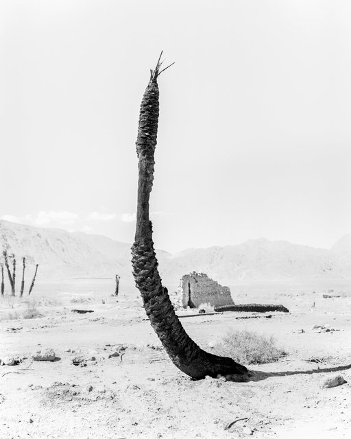 Palm 07, 2019, Archival Pigment Print, 98 cm x 78,4 cm, Ed. 5 + 2AP