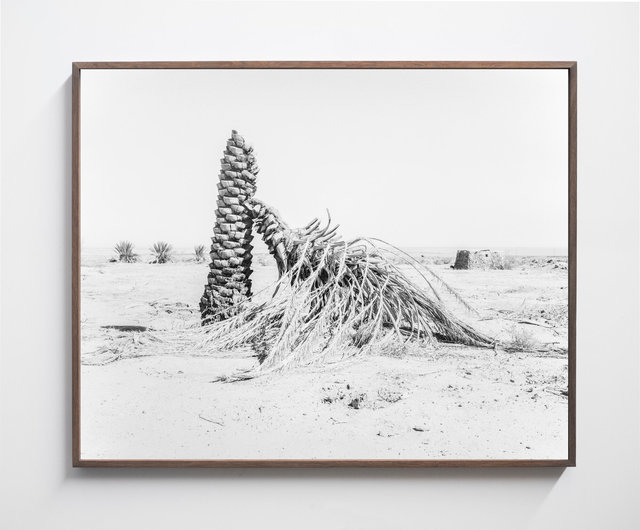 Palm 04, 2019, Archival Pigment Print, 98 cm x 78,4 cm, Ed. 5 + 2AP