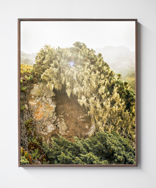 Hidden Tree, 2019, Archival Pigment Print, 98 x 78,4 cm, Ed. 3