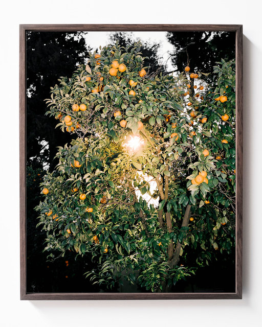 Orange Tree, 2017, Archival Pigment Print, 40 x 32 cm, Ed. 3 + 2AP