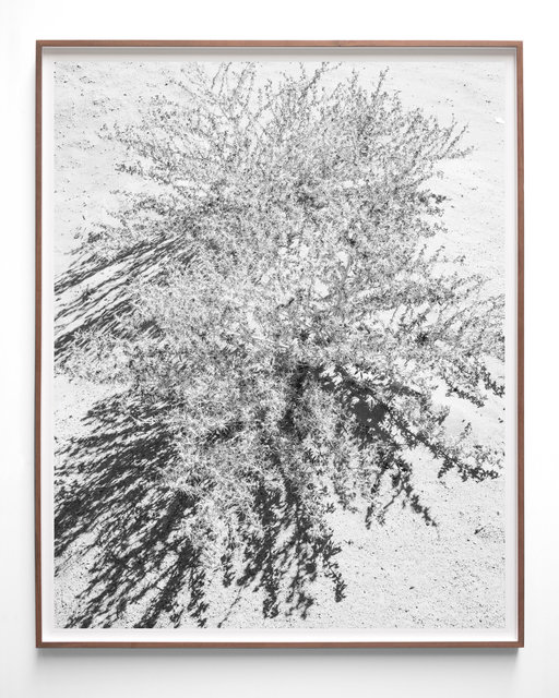 Bush, 2023, Archival Pigment Print in Artist Frame, 136 x 110 x 3,5 cm