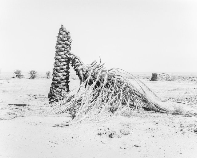 Palm 04, 2019, Archival Pigment Print, 98 cm x 78,4 cm, Ed. 5 + 2AP