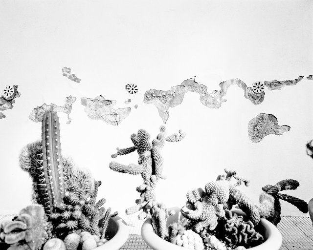Cactus Thoughts, 2018, Archival Pigment Print, 32 x 25,6 cm, Ed. 3 + 2AP
