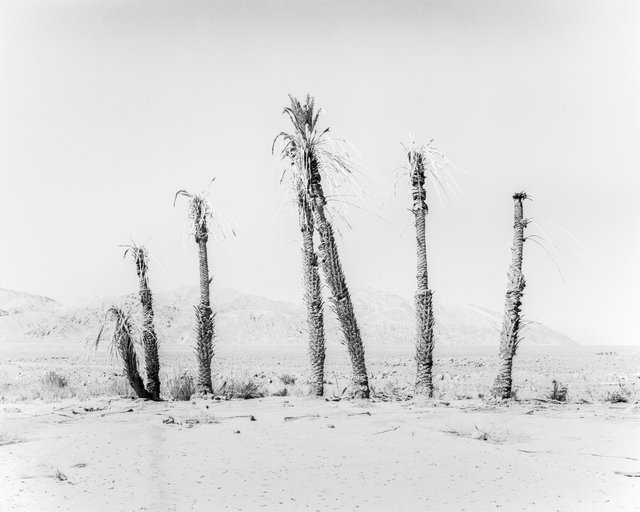 House of Palms, 2019, Archival Pigment Print, 135 cm x 107,8 cm, Ed. 3 + 2AP