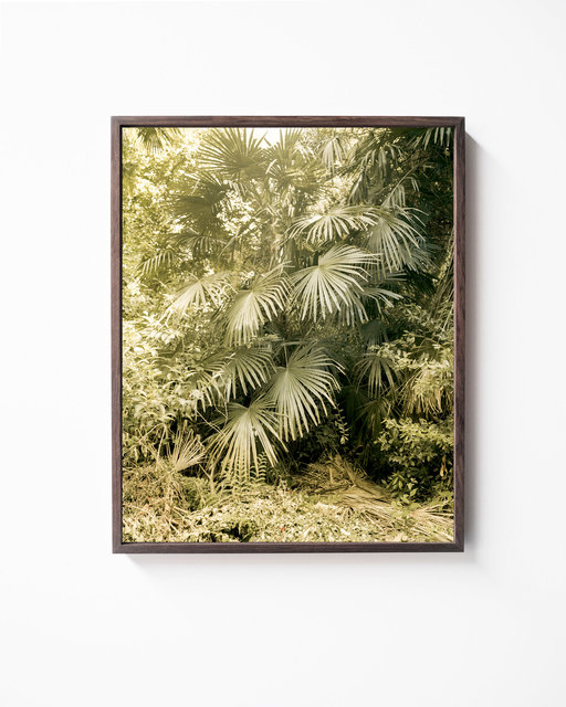 Green Plant, 2018, Archival Pigment Print, 45 x 36 cm, Ed. 3 + 1AP  