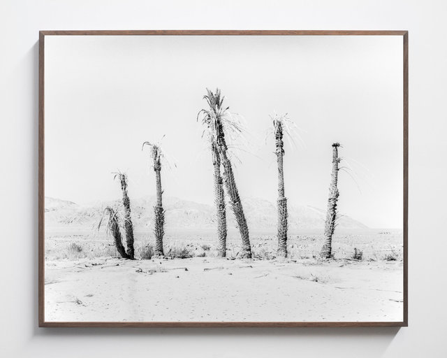 House of Palms, 2019, Archival Pigment Print, 135 cm x 107,8 cm, Ed. 3 + 2AP