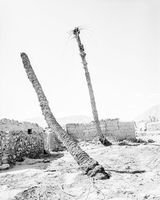 Two Palms, 2019, Archival Pigment Print, 135 cm x 107,8 cm, Ed. 3 + 2AP