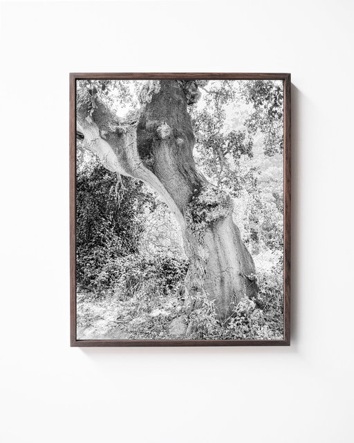 Tree 02, 2019, Archival Pigment Print, 45 x 36 cm, Ed. 3 