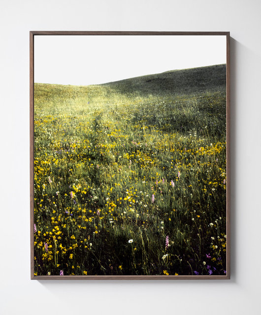 Grass Field, 2017, Archival Pigment Print, 98 x 78 cm, Ed. 3 + 2AP