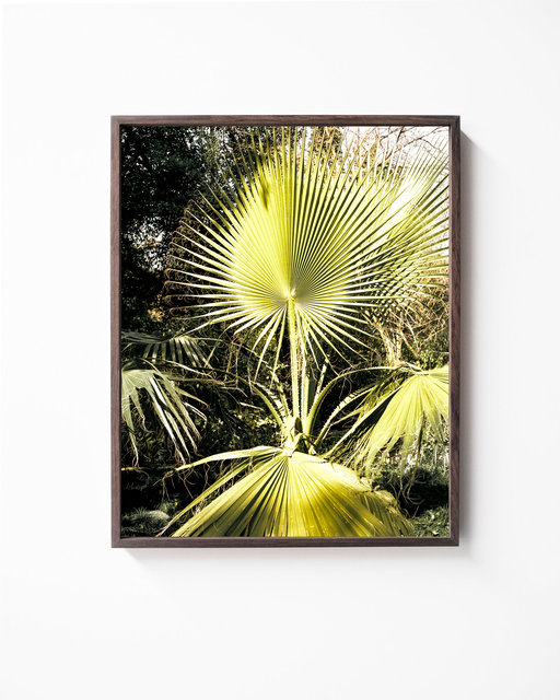 Plant 01, 2017, Archival Pigment Print, 50 x 40 cm, Ed. 5 + 2AP