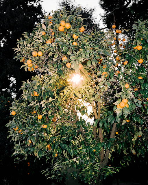 Orange Tree, 2017, Archival Pigment Print, 40 x 32 cm, Ed. 3 + 2AP