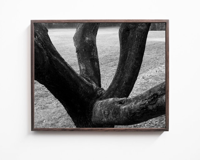 Black Branches, 2018, Archival Pigment Print, 45 x 36 cm Ed. 3