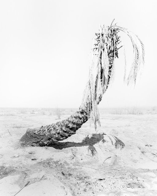 Palm 01, 2019, Archival Pigment Print, 98 cm x 78,4 cm, Ed. 5 + 2AP