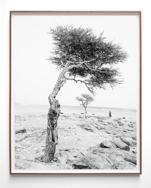 Tree, 2023, Archival Pigment Print in Artist Frame, 136 x 110 x 3,5 cm