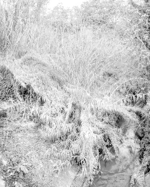Bush, 2018, Archival Pigment Print, 42 x 34 cm, Ed. 3 + 2AP