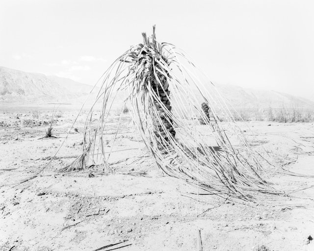 Palm 05, 2019, Archival Pigment Print, 98 cm x 78,4 cm, Ed. 5 + 2AP