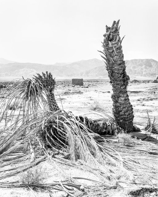 Palm 06, 2019, Archival Pigment Print, 98 cm x 78,4 cm, Ed. 5 + 2AP