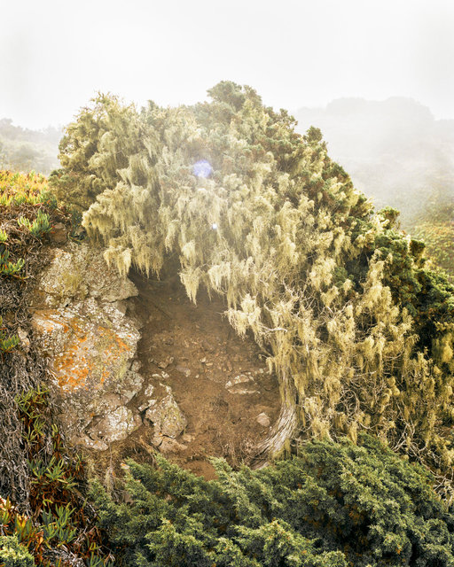 Hidden Tree, 2019, Archival Pigment Print, 98 x 78,4 cm, Ed. 3
