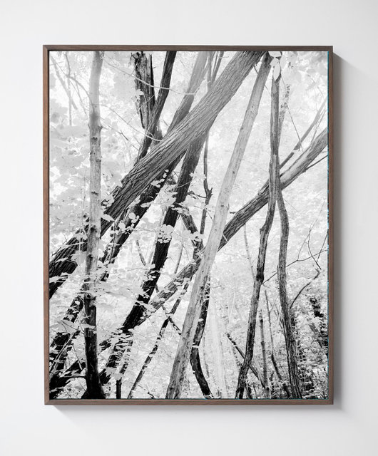 Moving Trees 03, 2018, Archival Pigment Print, 98 x 78,4 cm, Ed. 3