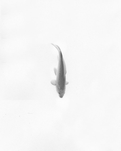 Fish, 2018, Archival Pigment Print, 9 x 7,2 cm, Ed. 3 + 2AP