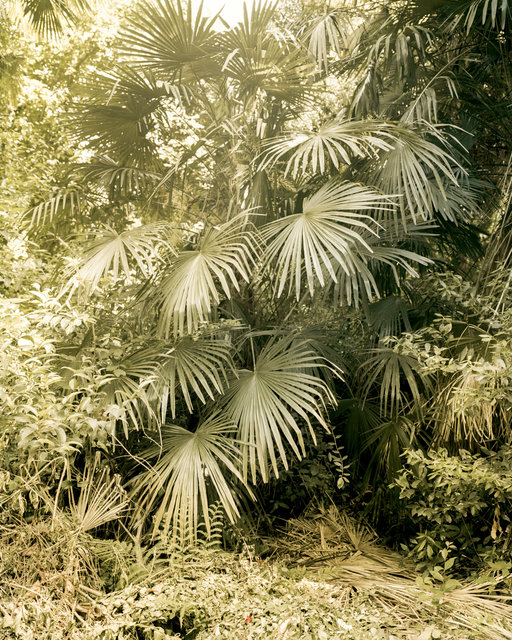 Green Plant, 2018, Archival Pigment Print, 45 x 36 cm, Ed. 3 + 1AP