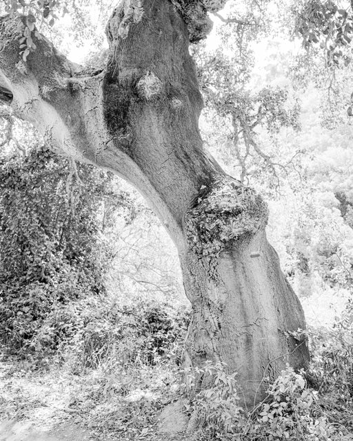 Tree 01, 2019, Archival Pigment Print, 42 x 34 cm, Ed. 5 + 2AP