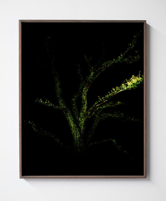 Green Branch, 2017, Archival Pigment Print, 98 x 78,4 cm, Unique Piece