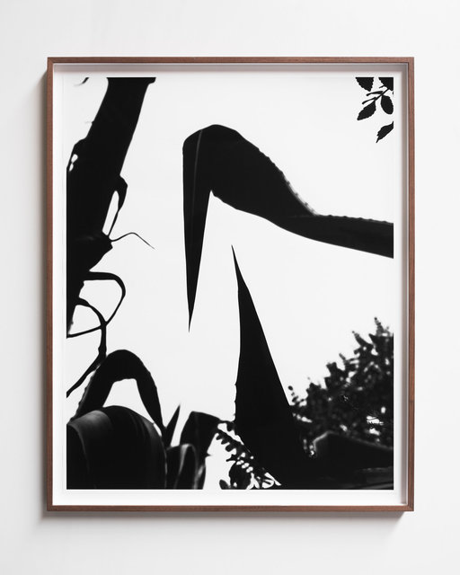 Plant, 2023, Archival Pigment Print in Artist Frame, 85 x 69 x 3,5 cm
