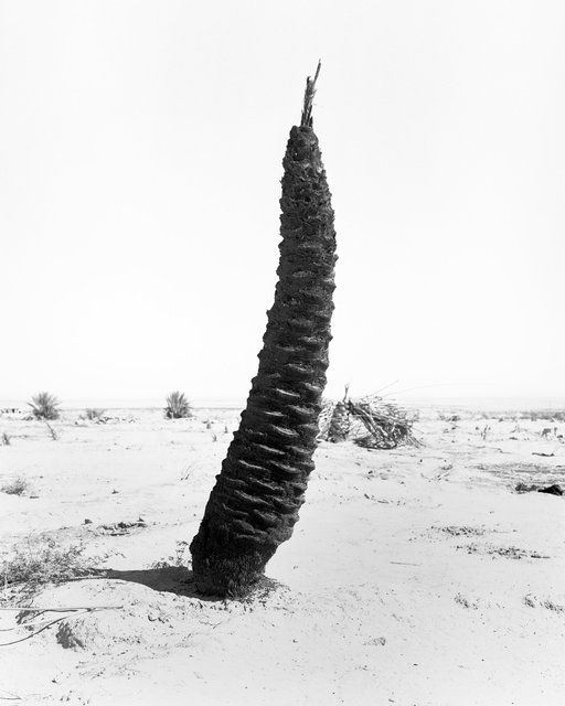 Palm 02, 2019, Archival Pigment Print, 98 cm x 78,4 cm, Ed. 5 + 2AP