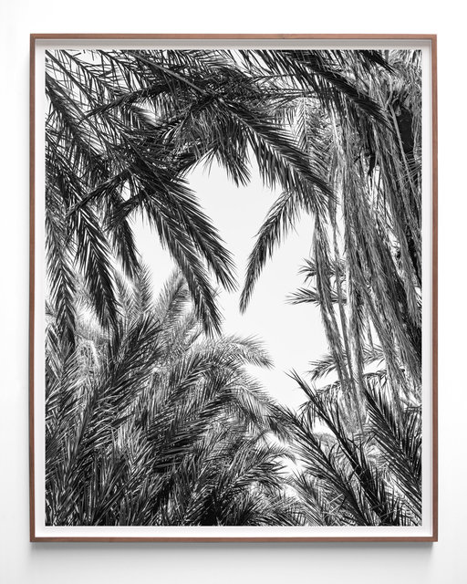 Palms, 2023, Archival Pigment Print in Artist Frame, 136 x 110 x 3,5 cm