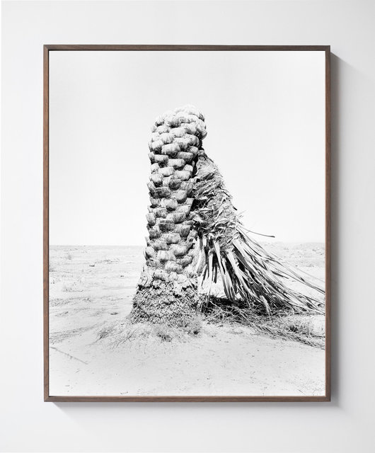 Palm 08, 2019, Archival Pigment Print, 98 cm x 78,4 cm, Ed. 5 + 2AP