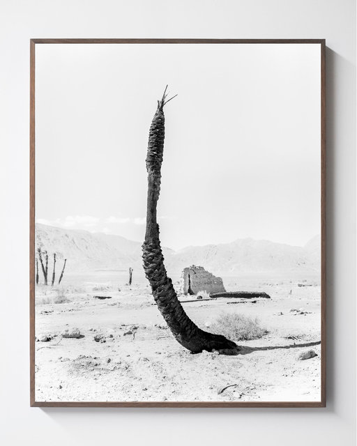Palm 07, 2019, Archival Pigment Print, 98 cm x 78,4 cm, Ed. 5 + 2AP