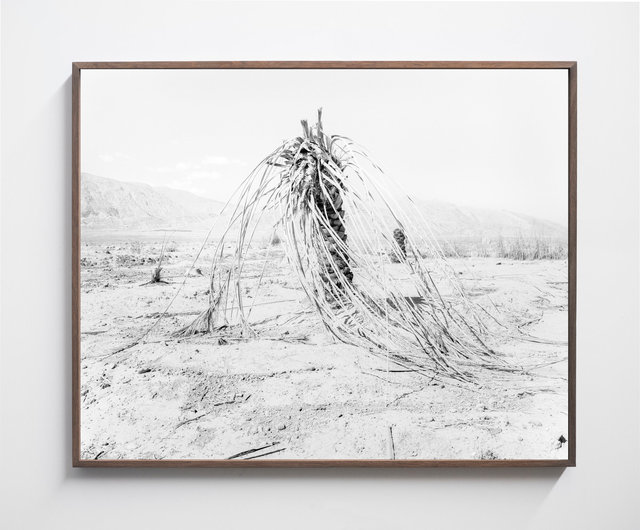 Palm 05, 2019, Archival Pigment Print, 98 cm x 78,4 cm, Ed. 5 + 2AP