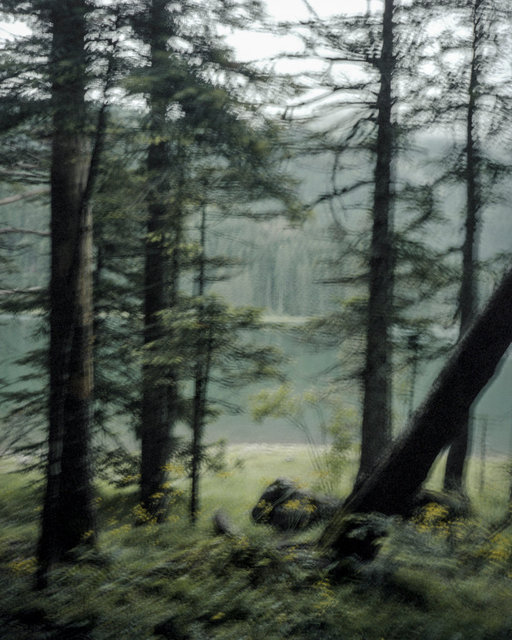 Moving Trees 01, 2017, Archival Pigment Print, 98 x 78 cm, Ed.3 + 2AP