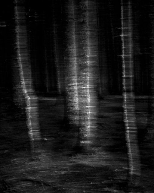 Moving Trees 02, 2017, Archival Pigment Print, 100 x 80 cm, Ed.3 + 2AP