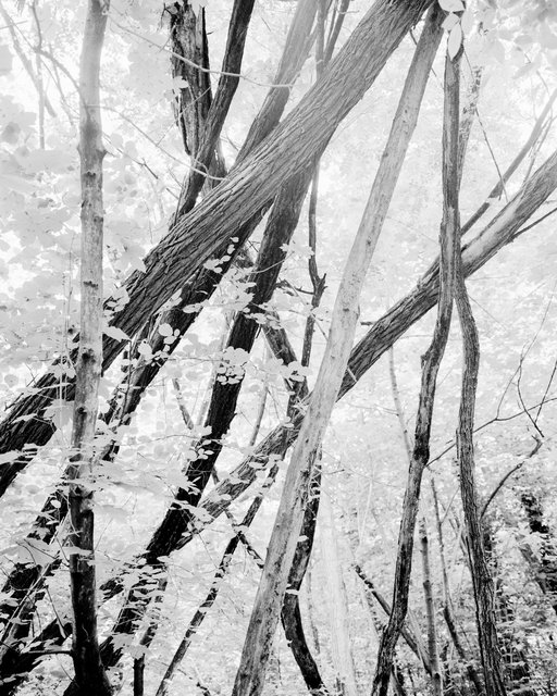Moving Trees 03, 2018, Archival Pigment Print, 98 x 78,4 cm, Ed. 3
