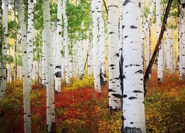 Aspen Forest