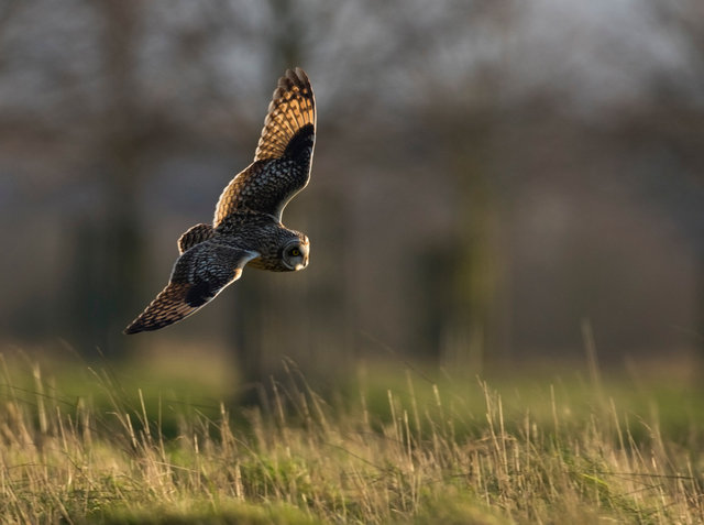 Short-eared Owl
