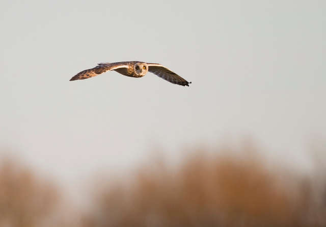 Short-eared Owl