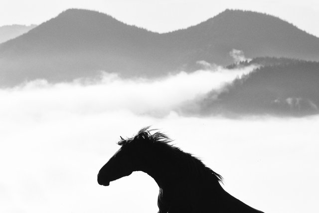 Horses_001.jpg