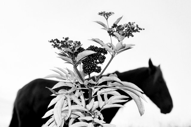 Horses_030.jpg