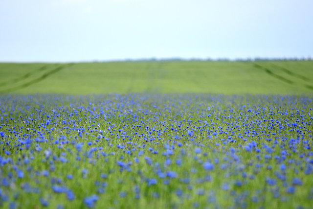 DY1_4579.jpg
