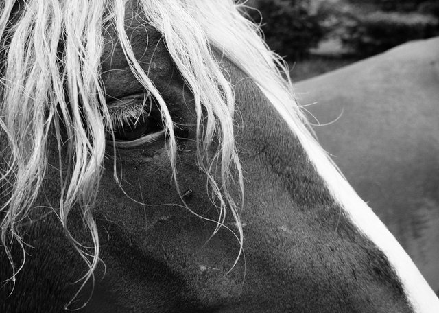 Horses_096.jpg