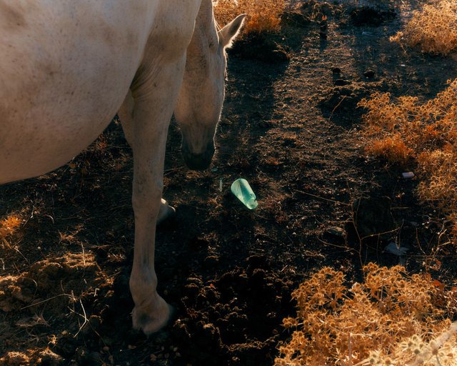 3M8A7256 copy boom.jpg