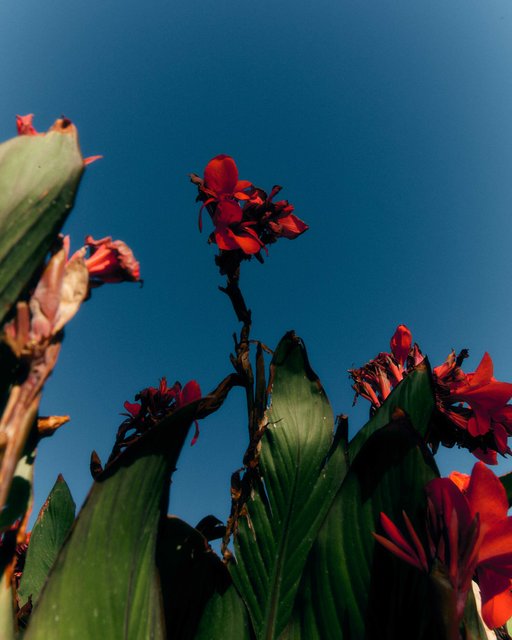 3M8A7363 copy boom.jpg