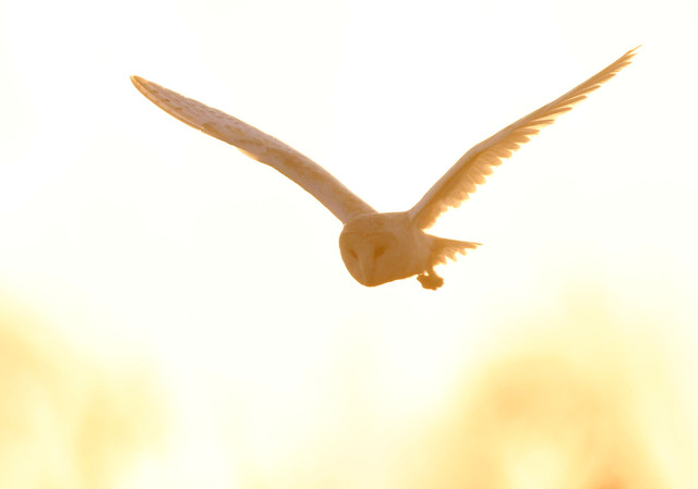 Barn Owl
